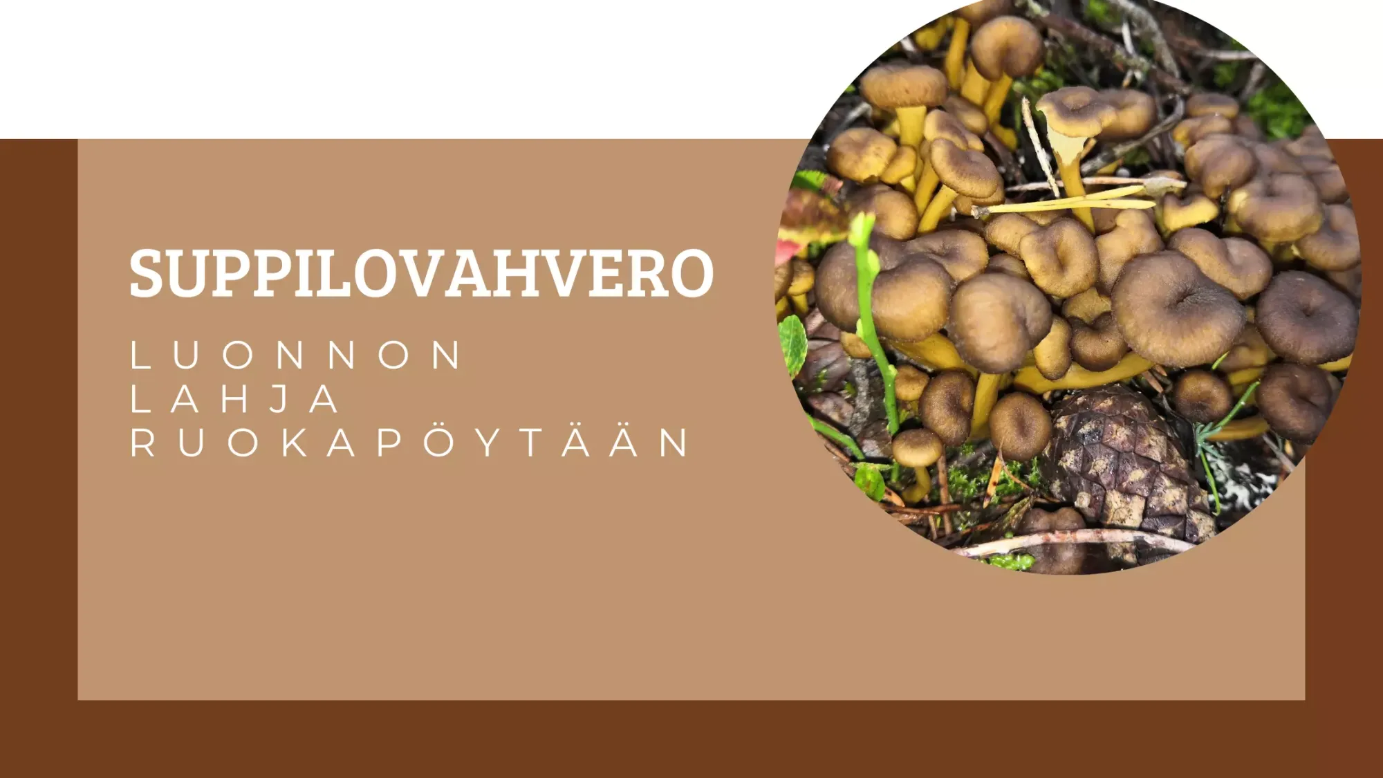 Suppilovahvero - luonnon lahja ruokapöytään