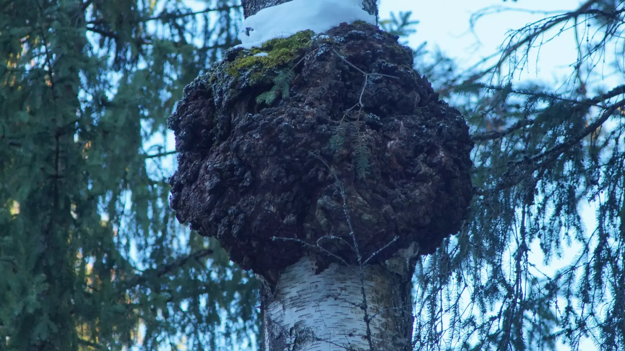 Pakurikäävän monipuoliset hyödyt ja käyttö