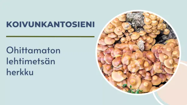 Koivunkantosieni - Ohittamaton lehtimetsän herkku