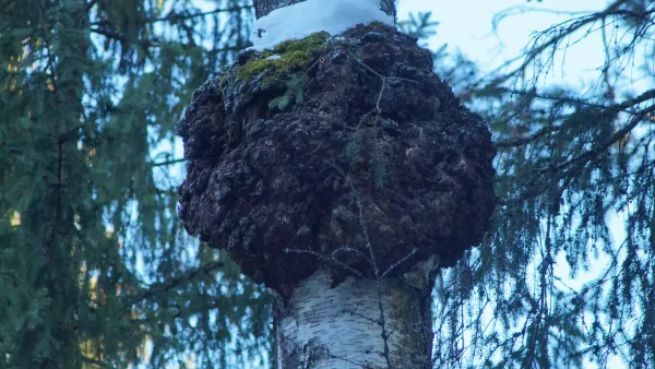 Pakurikäävän monipuoliset hyödyt ja käyttö