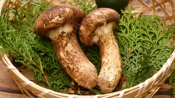 Tuoksuvalmuska - Matsutake: Metsien Harvinainen Herkku